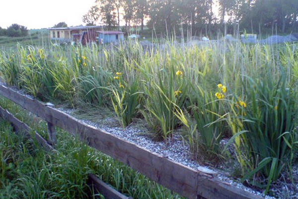 Det beplantede filteranlæg blomstrer med gule iris